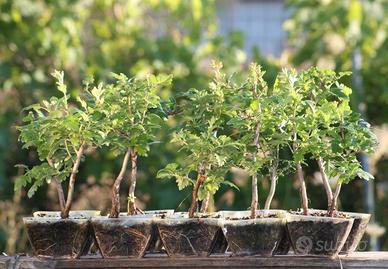 Piantine Prebonsai Biancospino