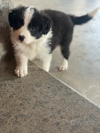 Border collie con pedigree maschi