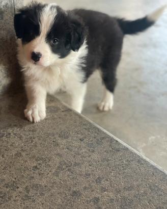Border collie con pedigree maschi