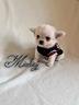 chihuahua-maschio-a-pelo-lungo-con-pedigree-enci