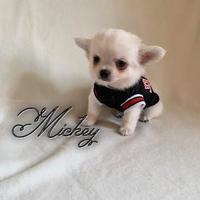 Chihuahua maschio a pelo lungo con pedigree enci