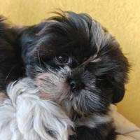 Cuccioli di shitzu/shihtzu