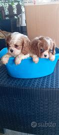 Cuccioli di cavalier king Charles spaniel