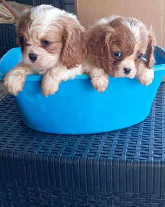 Cuccioli di cavalier king Charles spaniel