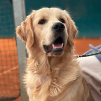 Accoppiamento Golden Retriever