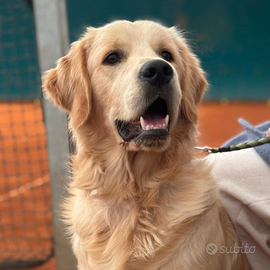 Accoppiamento Golden Retriever