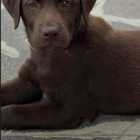 Labrador cioccolato maschio