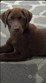 Labrador cioccolato maschio