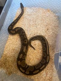 Pitone reale maschio Normal