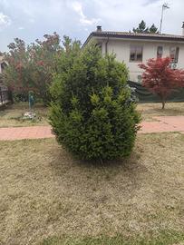 albero abete pino tasso