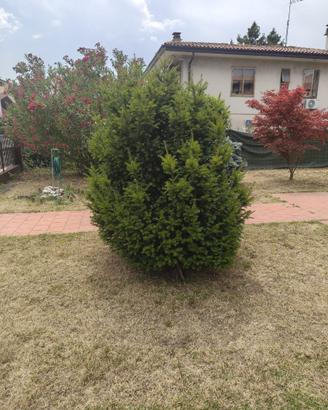 albero abete pino tasso