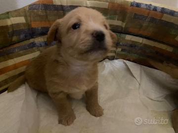 Cuccioli di chi-poo