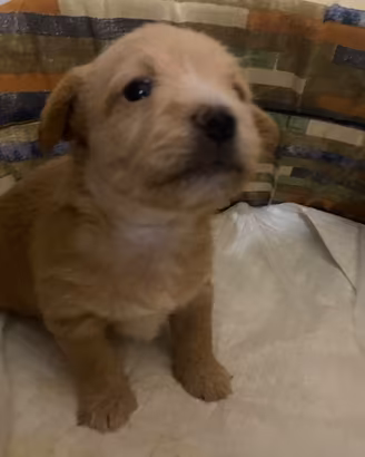 Cuccioli di chi-poo