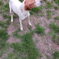 Cane lagotto intero piu petigree piu altri