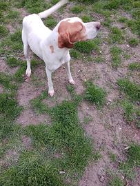 Cane lagotto intero piu petigree piu altri