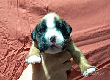 Boxer