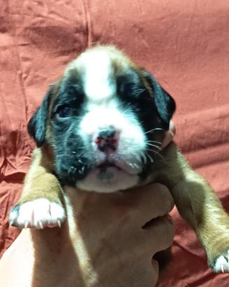 Boxer