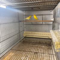 Canarini spagnoletti e cardellini