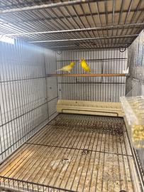 Canarini spagnoletti e cardellini