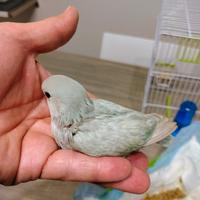 Inseparabili