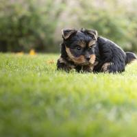 Yorkshire cucciolo