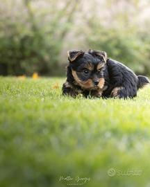 Yorkshire cucciolo