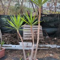 Pianta di yucca  Grande