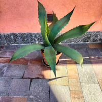 Pianta Agave americana in vaso