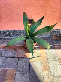 Pianta Agave americana in vaso