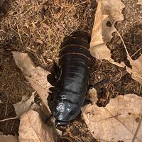 Blatte soffianti del Madagascar