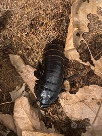 Blatte soffianti del Madagascar