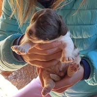 Cuccioli Lagotto/Springer