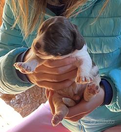 Cuccioli Lagotto/Springer