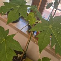 Papaya pianta