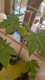 Papaya pianta