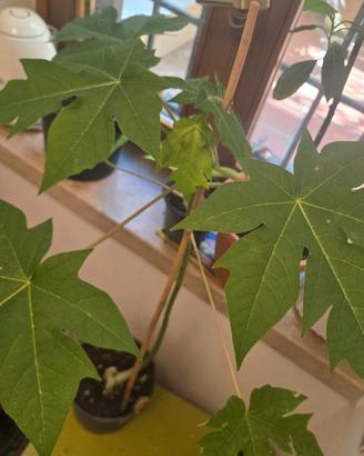 Papaya pianta