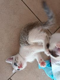 Animali