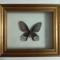 Farfalla tassidermizzata in cornice vintage