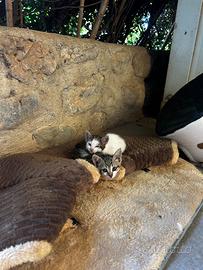 Gatti