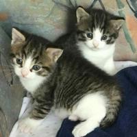 Gattini incr Siberiano 2 mesi