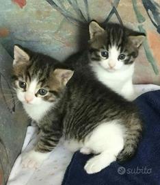 Gattini incr Siberiano 2 mesi