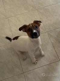 Cucciolo jack Rissel