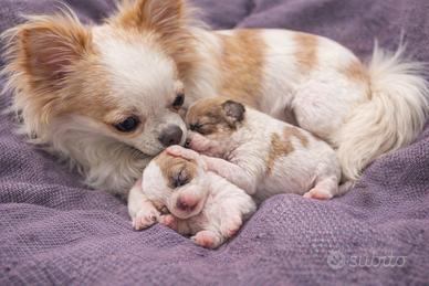 Cuccioli chihuahua
