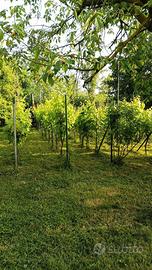 Terreno agricolo a Gessate
