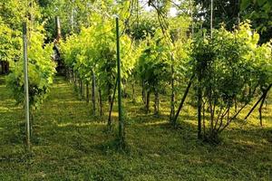 Terreno agricolo a Gessate