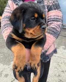 Cuccioli Rottweiler