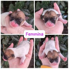 Jack Russell terrier pelo corto