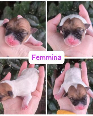 Jack Russell terrier pelo corto