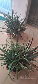 PIANTE ALOE