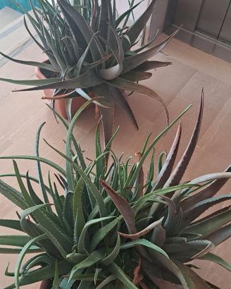 PIANTE ALOE